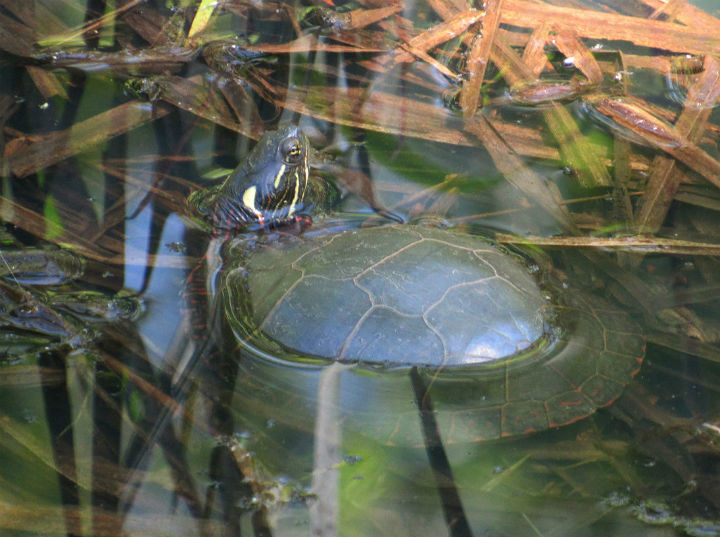 Midland Painted Turtle